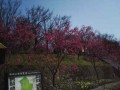 陽明山櫻花開了照片