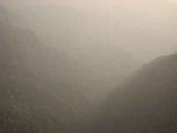 雲霧繚繞藤枝遊主照片