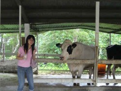 台東初鹿牧場-喝最新鮮的牛乳主照片