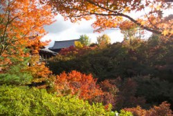 京都11月賞楓主照片