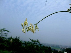 來去杉林鄉 ( 香草民宿 )主照片