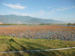 池上鄉大波湖自行車主照片