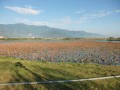 池上鄉大波湖自行車照片