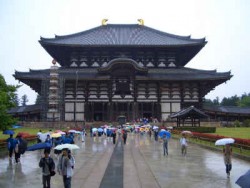 日本東大寺梅花鹿主照片