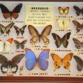 各種美麗蝴蝶標本