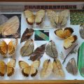 竹林內的環紋蝶標本