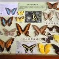 南美洲蝴蝶標本